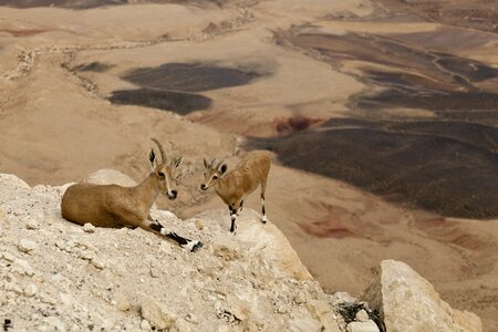 Animals fauna wild