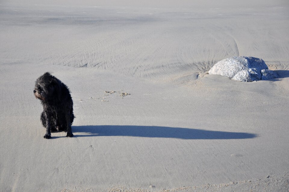 Pet sand sea