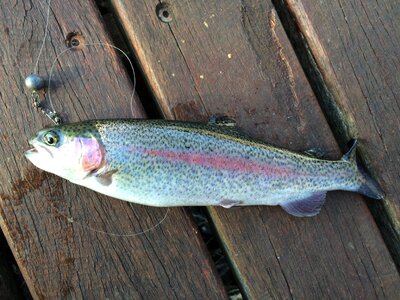 Catch gray fish gray fishing