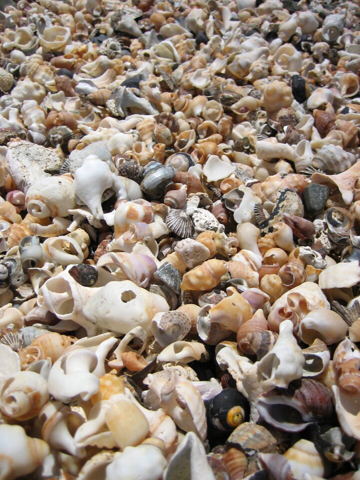 Sea sea shell summer photo