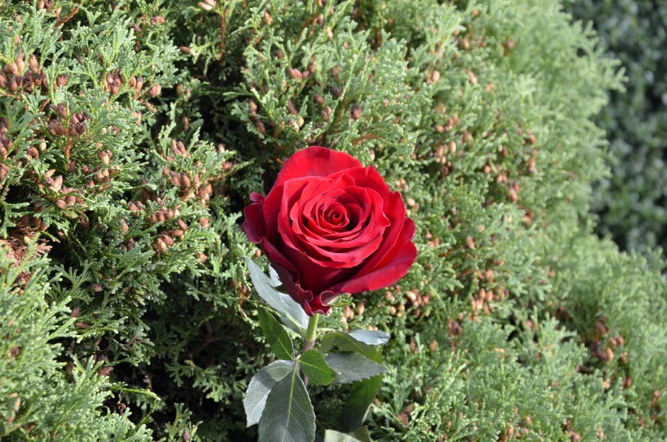 Red rose rose ruzicka