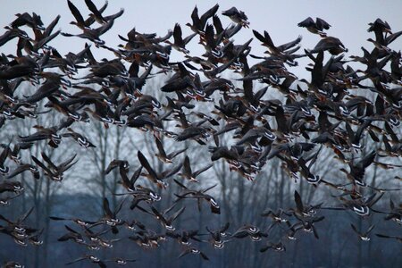 Flock of birds migratory bird birds photo