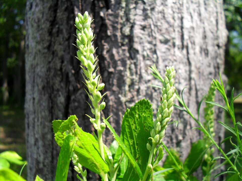 Green leaves plant herb