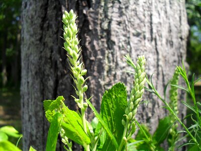 Green leaves plant herb photo