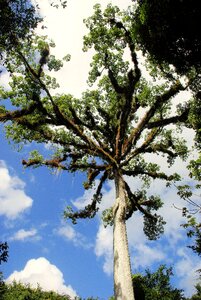 Rainforest kapok tree epiphytic