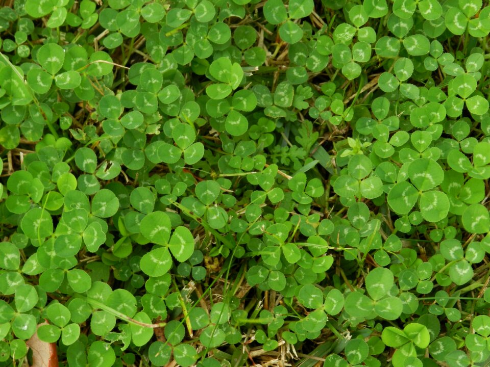 Shamrock symbol plant