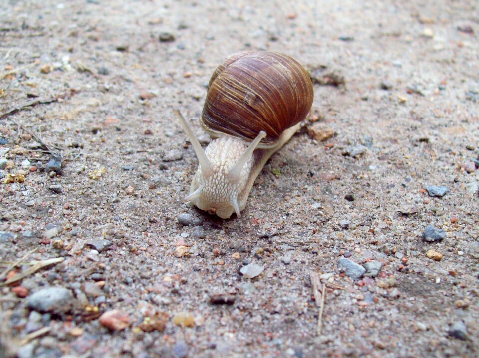 Nature snail animals