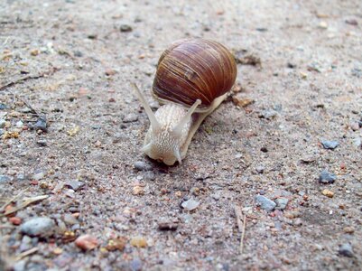 Nature snail animals