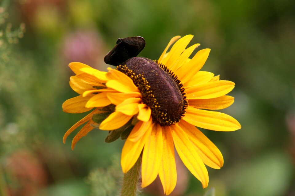Macro insect picture