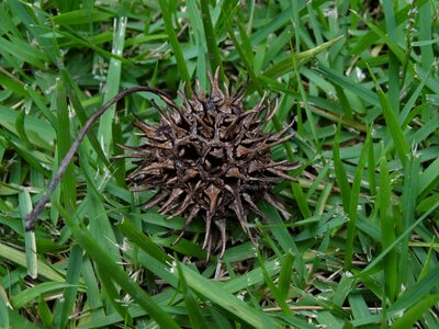 Flying araucaria pinheiro