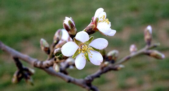 Flowering almond branch in bloom spring