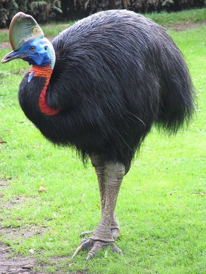 Bird horn comb
