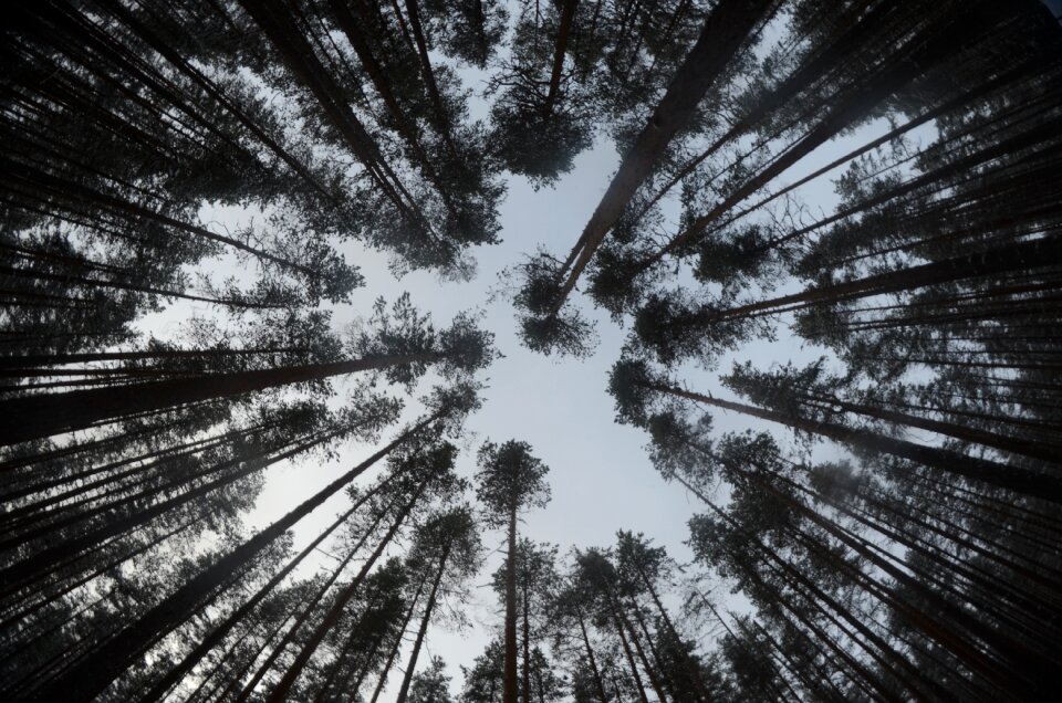 Forest finnish conifers