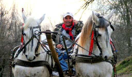 Cart white gallop photo