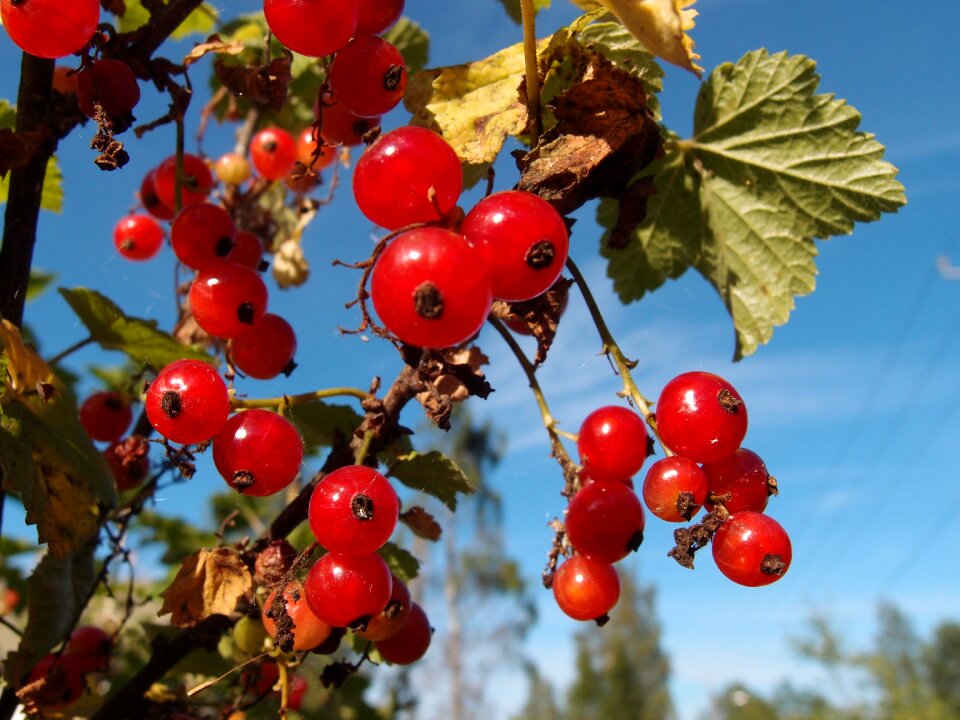Mature garden red berry