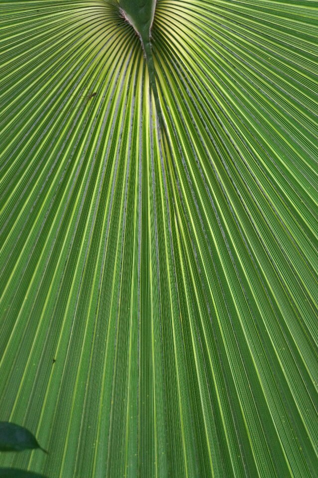 Plant tropical mediterranean
