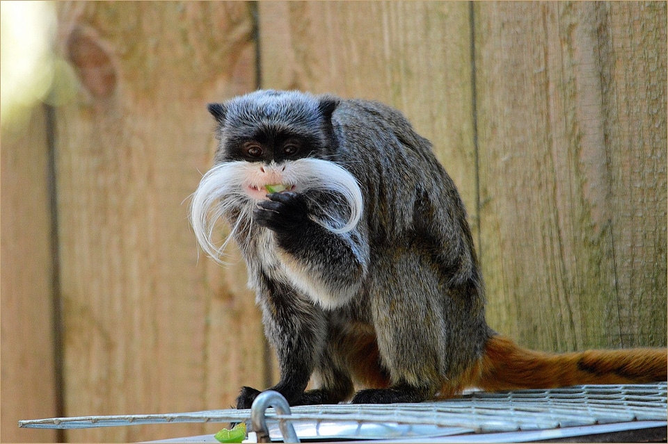 Moneky animal wildlife