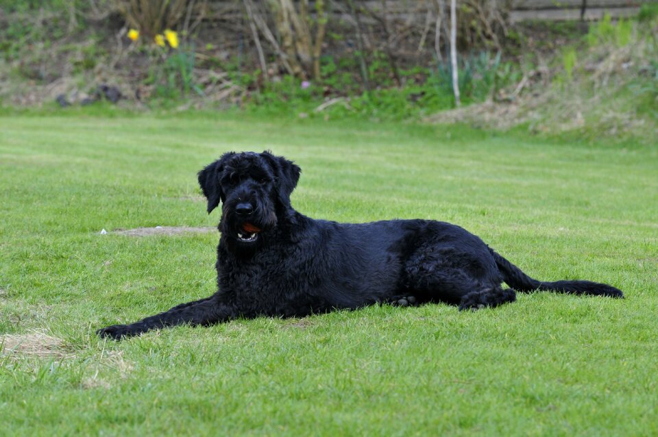 Riesenschnauzer garden black