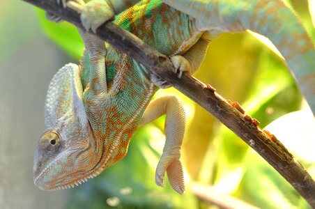 Green home eyes