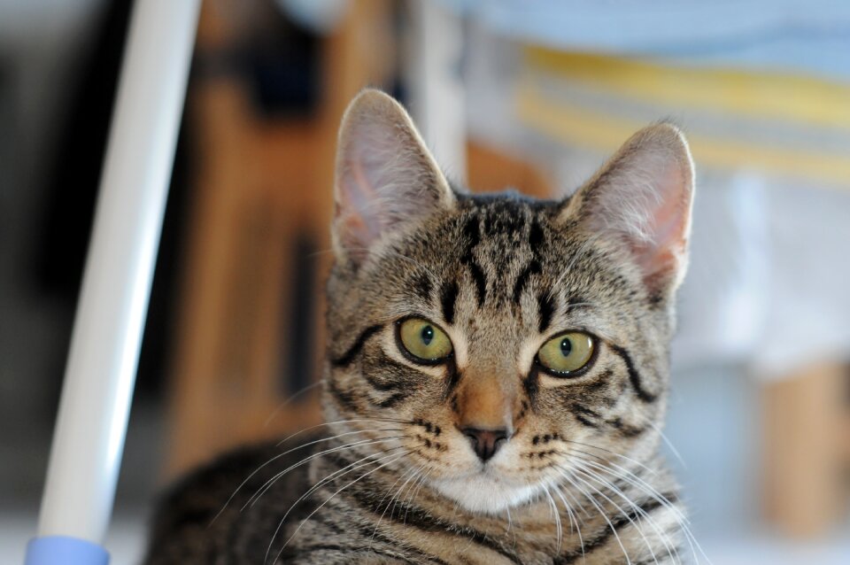 Animal green eyes pet