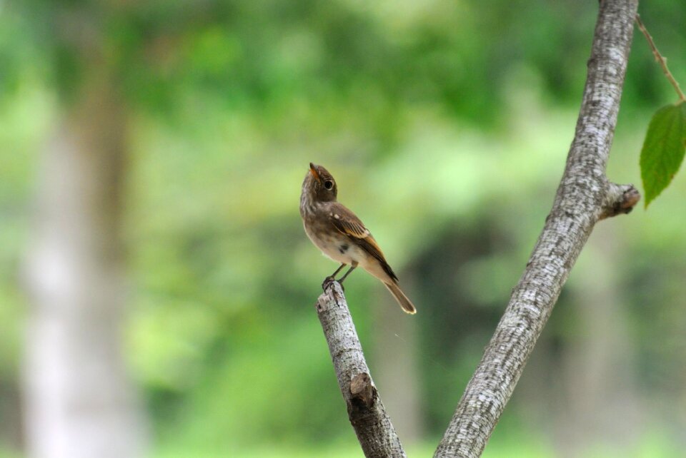 The island is located feather beak