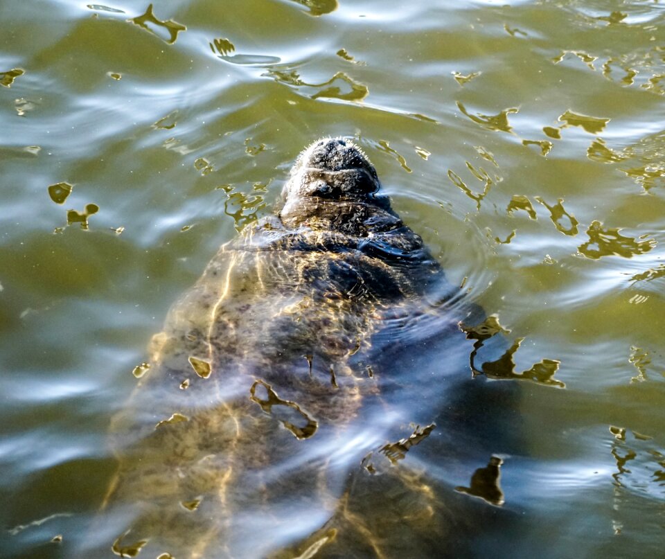 Nature gulf apollo beach