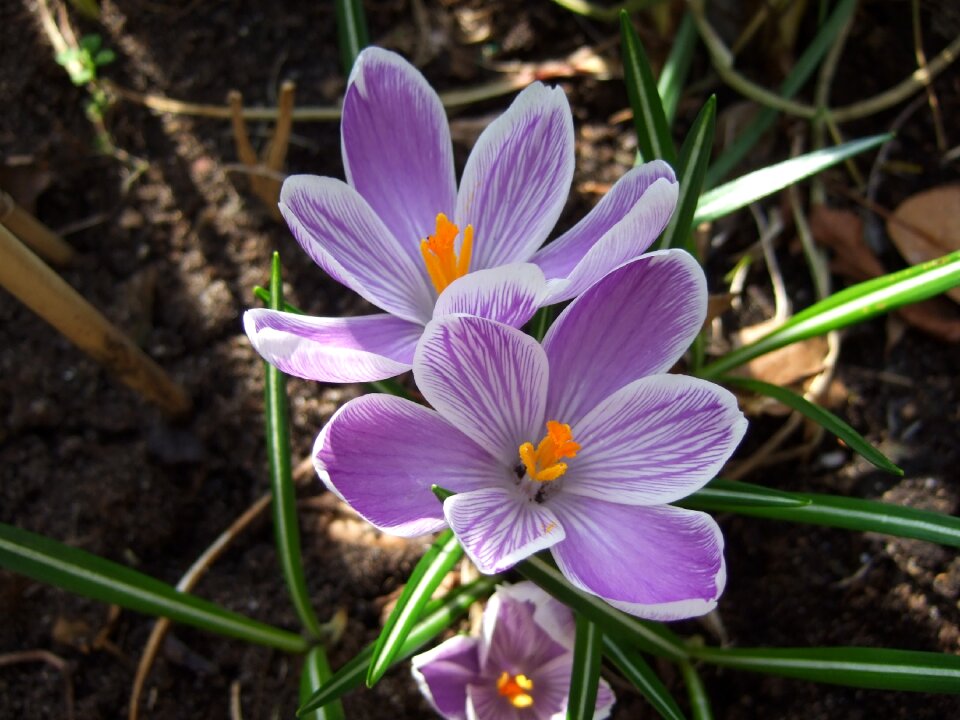 Purple spring flowers flower bulbs