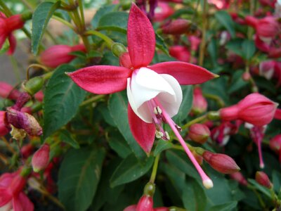 Flower balcony plant fuchsia photo