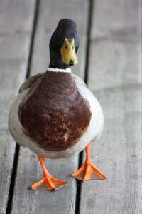 Duck lake neusiedl bird