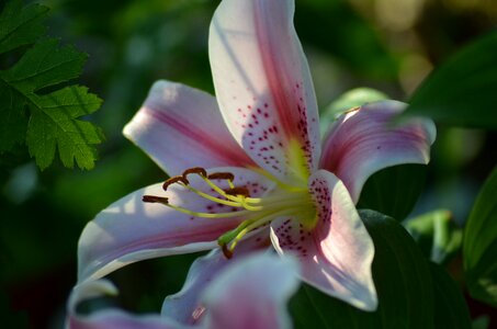 Flowers plant bouquet photo