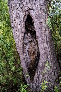 Cut trunk tree bark tree trunk photo