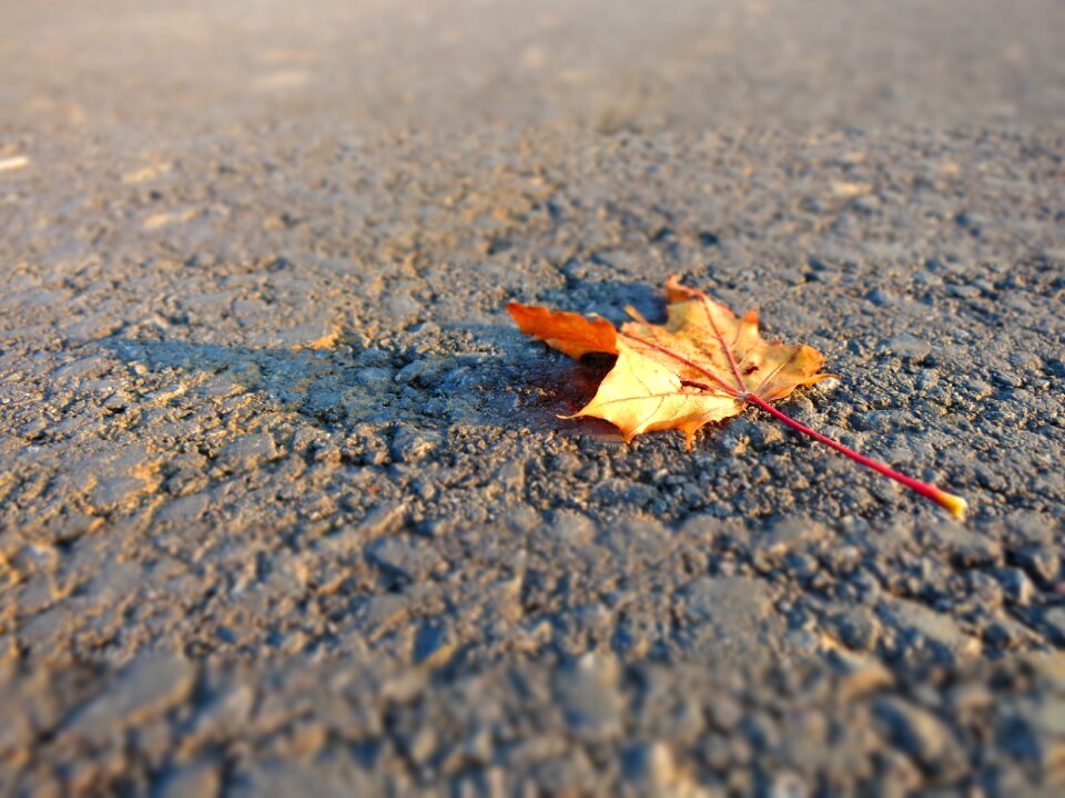 Leaves in the autumn fall foliage nature