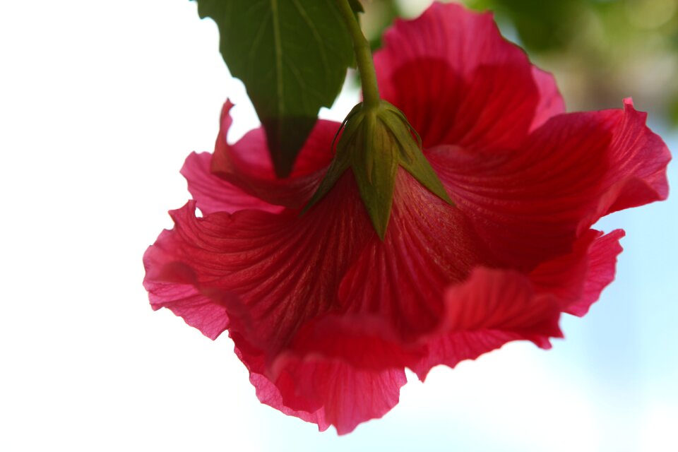 Blossom bloom botanical