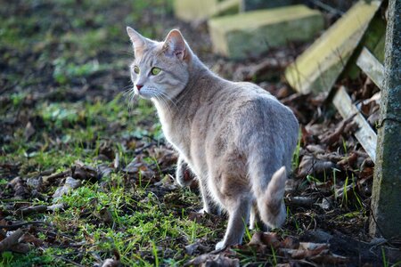 Breed cat tiger cat mieze photo