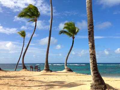 Palm trees beach exotic photo