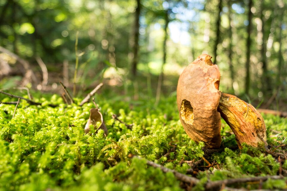 Nature autumn mushroom