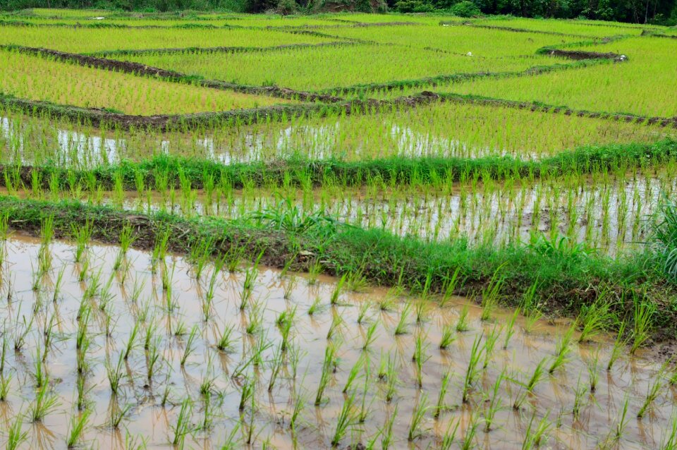 Rice terrace rice green