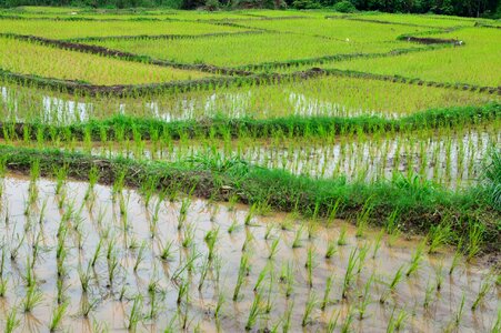 Rice terrace rice green