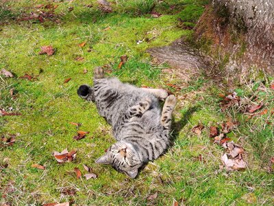 Sun outside feline