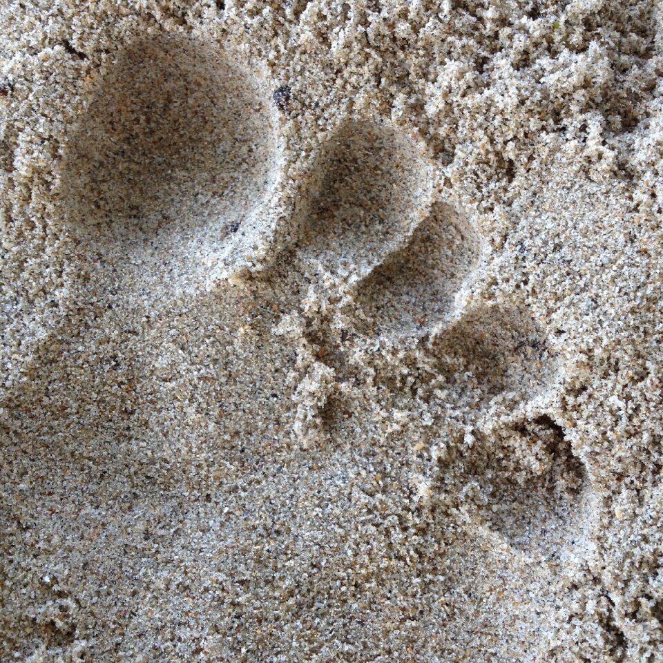 Footprints footprints in the sand beira mar