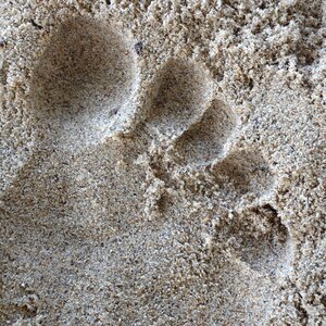 Footprints footprints in the sand beira mar photo