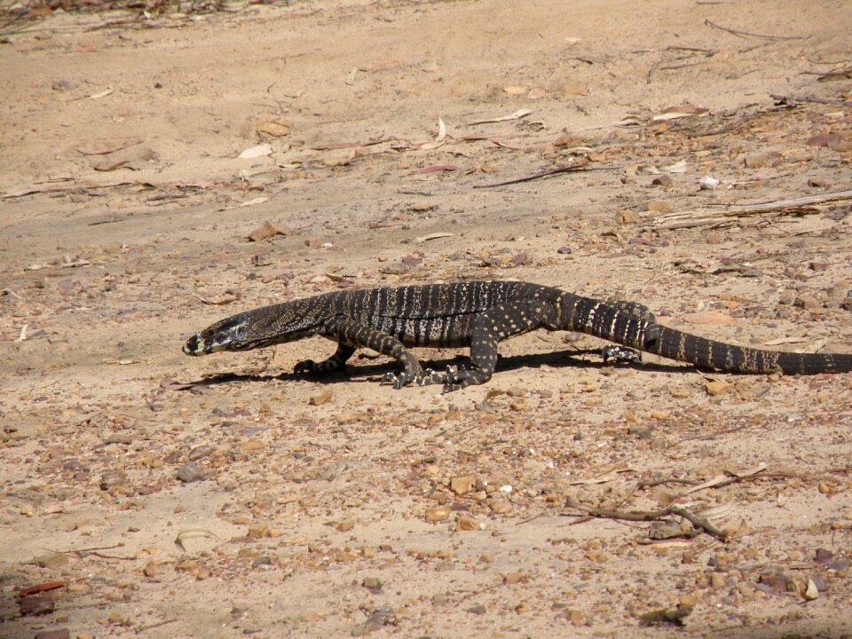 Reptile native lizard