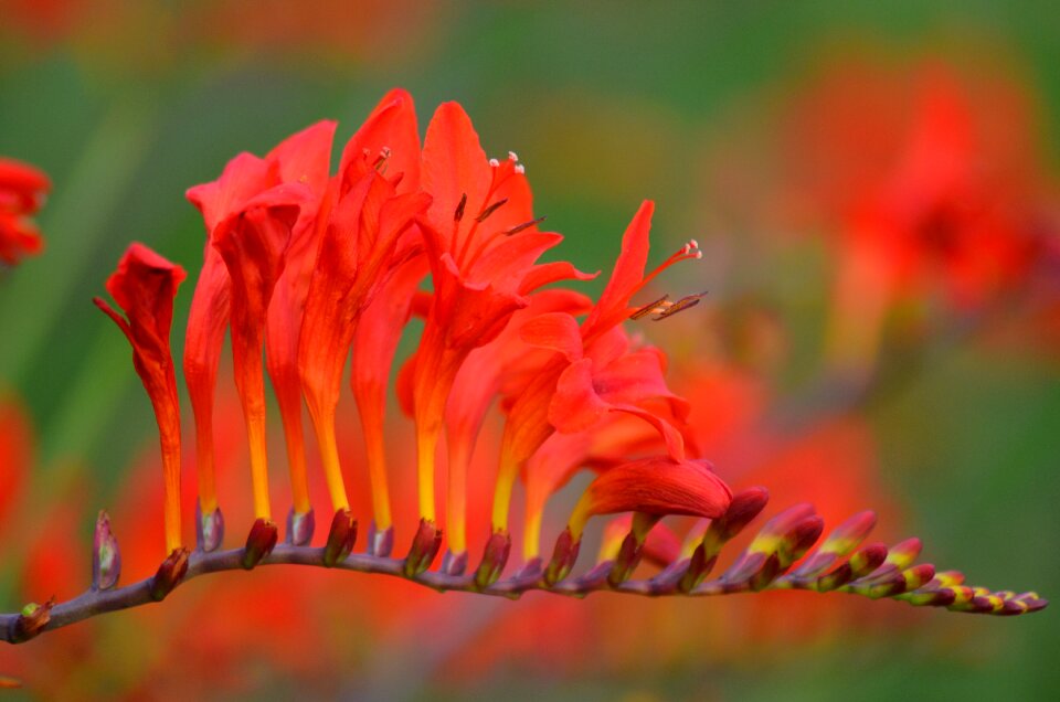 Red flower red plant