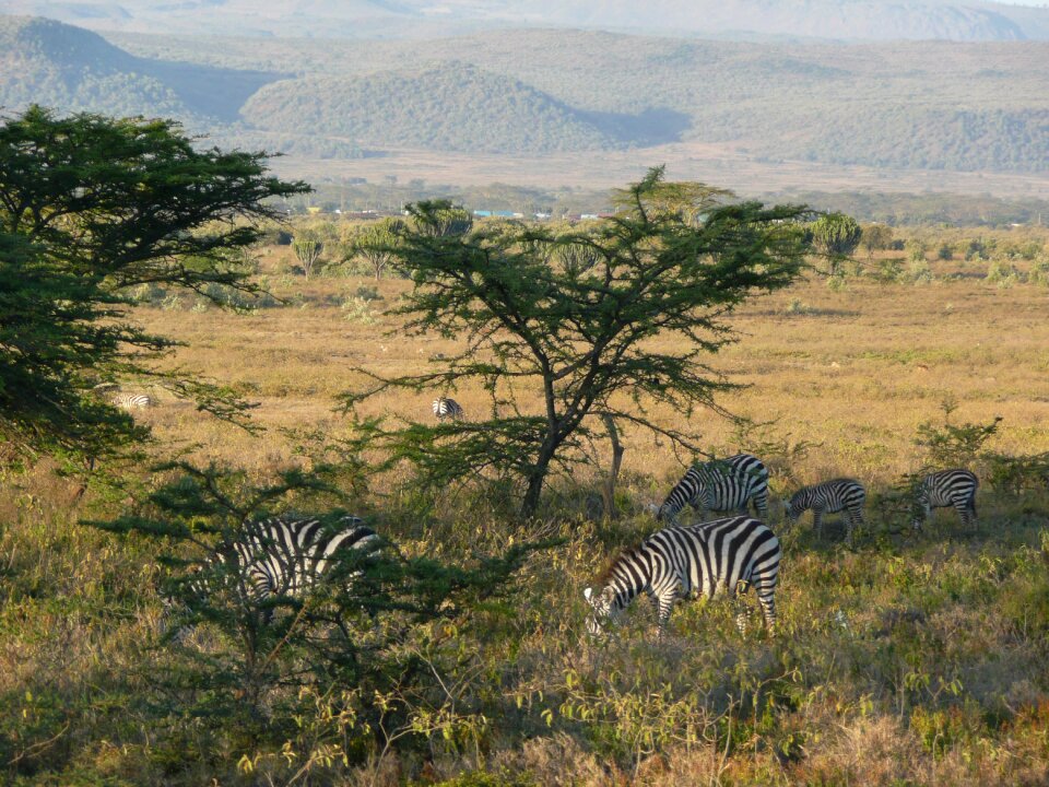 Africa nature wildlife
