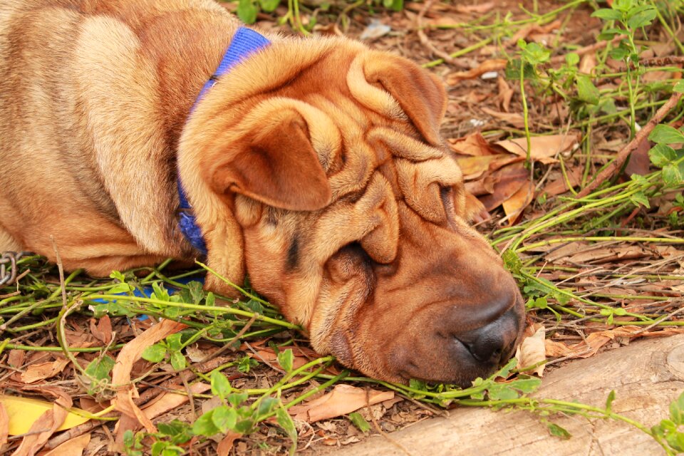 Dog the innocence faithful