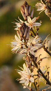 Cyprus cavo greko blossom
