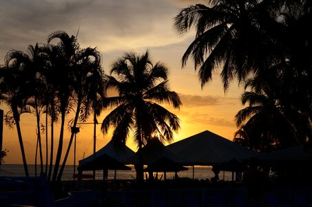 Martinique sunset palm trees photo