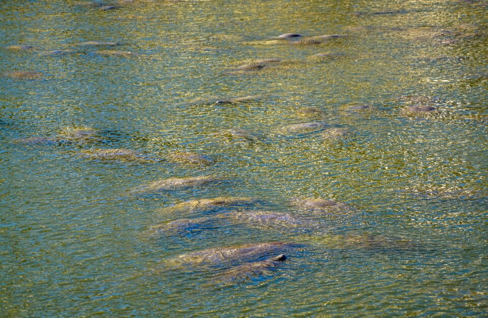 Gulf mammal endangered environment