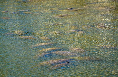 Gulf mammal endangered environment