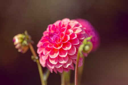 Bloom bloom pink